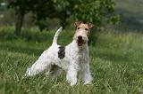 FOX TERRIER 619